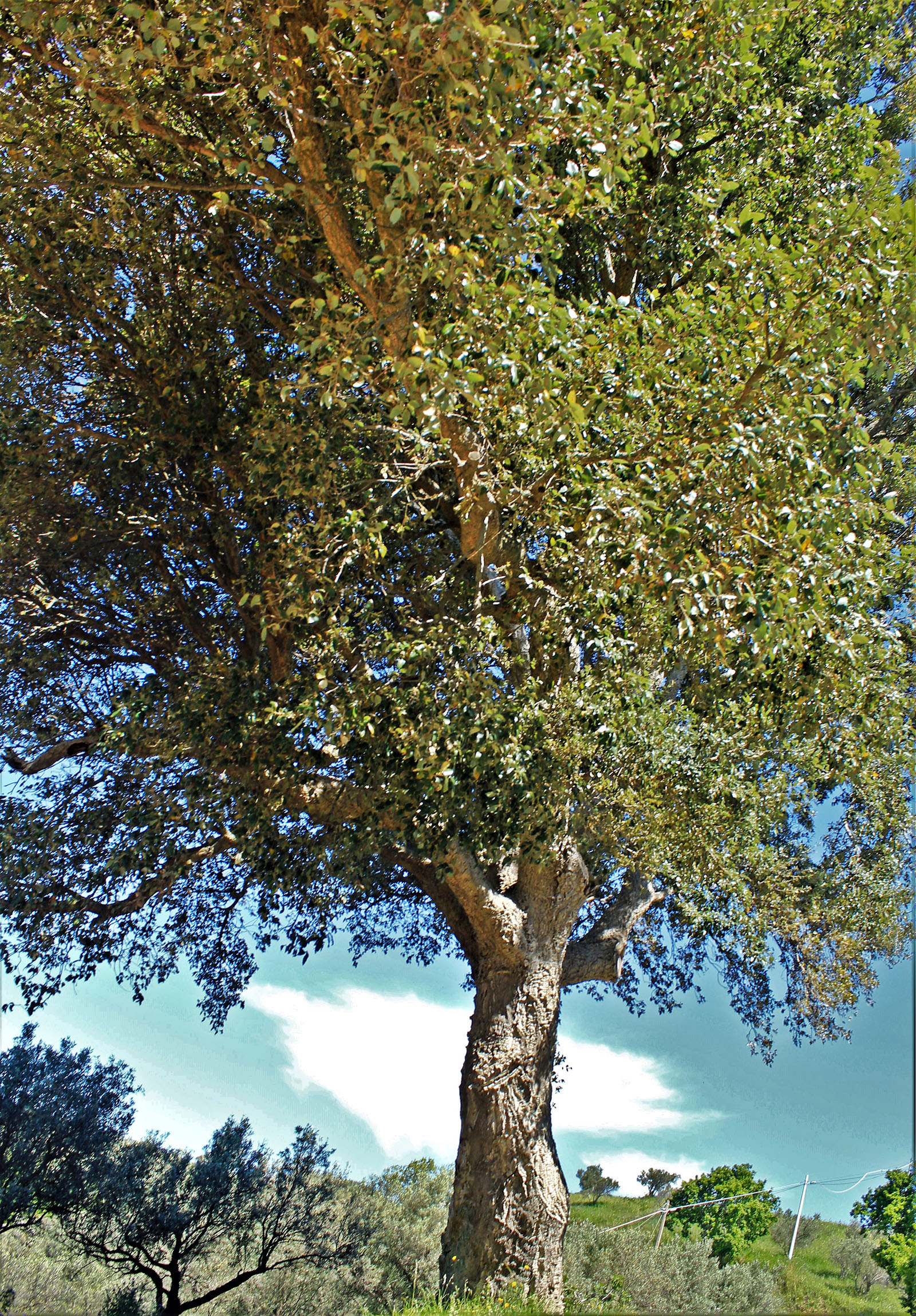 San Florio: quercia secolare