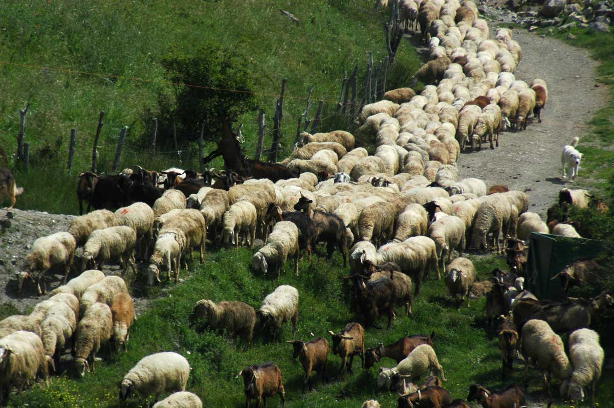 San Lorenzo Bellizzi. Serra Scorsillo. grazing sheep and goats