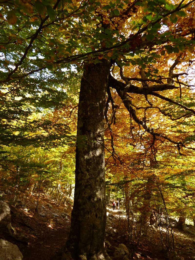 Varco del Pollino. Old beech trees in autumnal colours