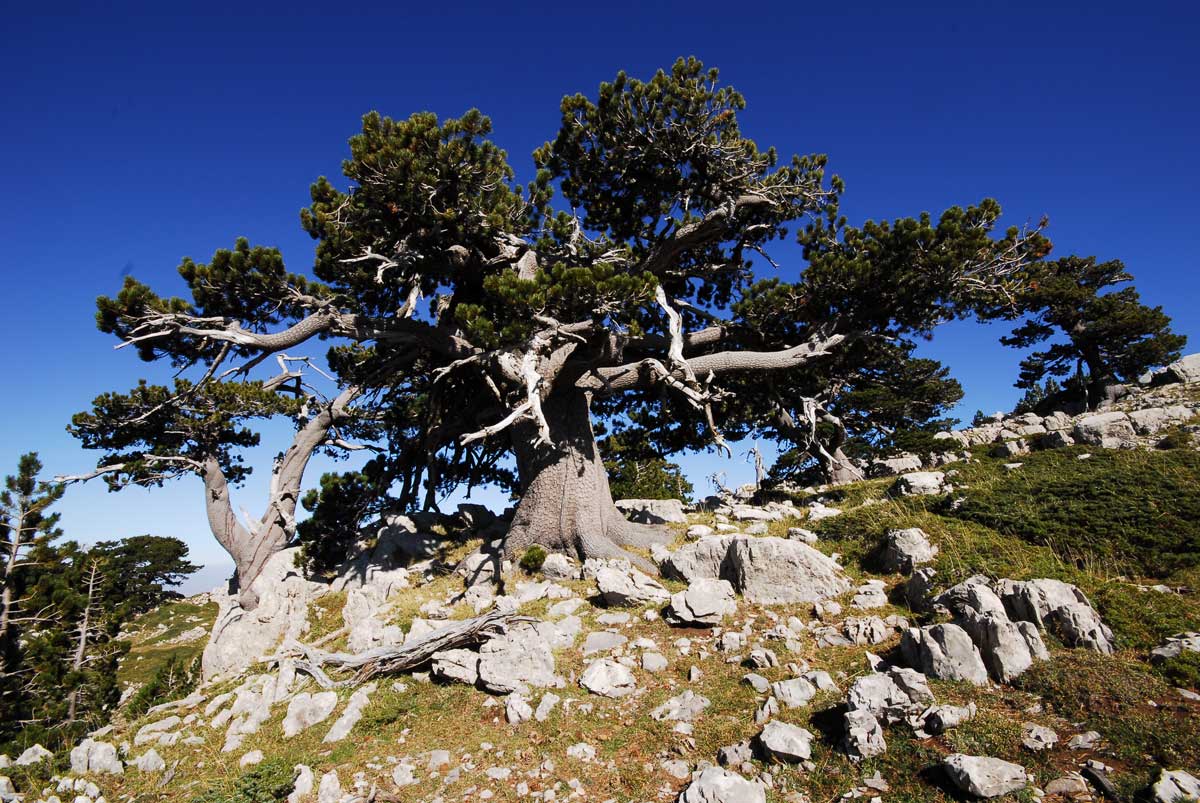 Serra di Crispo. Other bonsai Bosnian pines 
