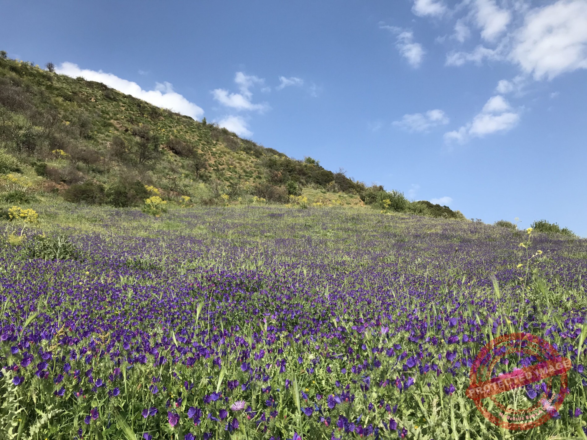 Aspromonte: fioriture lungo la tappa 65.